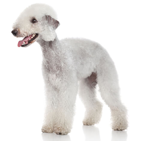 Bedlington store terrier images